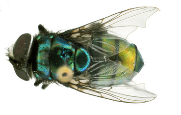 Chrysomyarufifacies