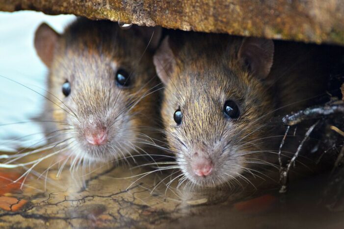 The World of Urban Rats