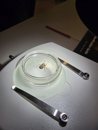 Only 5 Seats Remain: Western Washington Spider Identification Lab